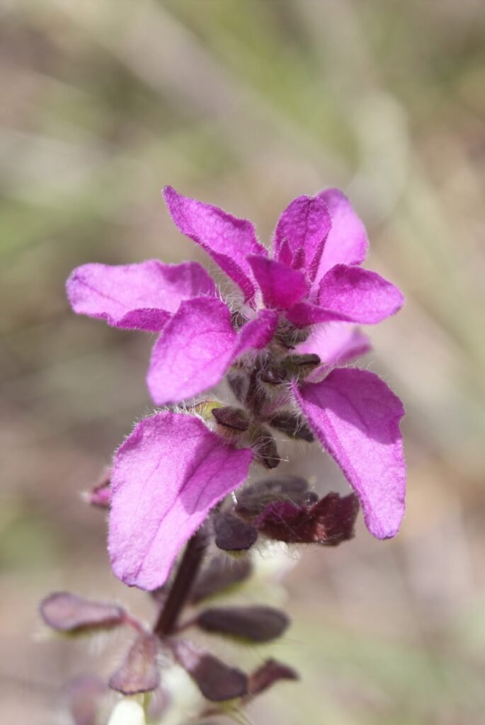natural flowers in gutu